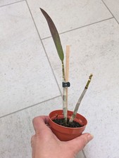 Dendrobium ‘Berry Oda’