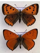 A Pair Of Ex Wood Walton Captive Bred  Large Copper Set Butterfly Specimens