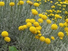 Santolina 'Yellow Buttons'