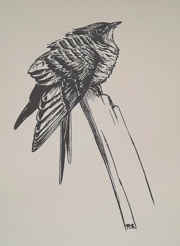Cuckoo peter scott - cuckoo,