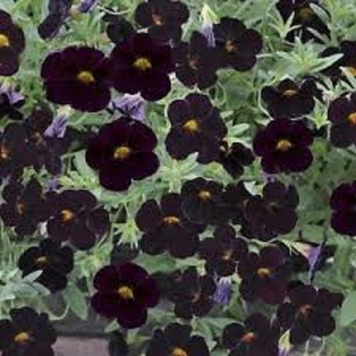 Calibrachoa million - x,