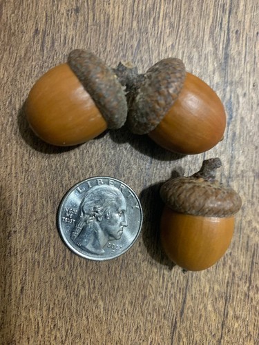 Acorns with caps red - acorns,
