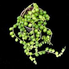 Senecio Rowleyanus  String of