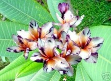 80001630 Plumeria Fioideae frangipani Tiger 2 Seeds