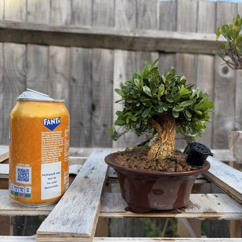 Boxwood bonsai tree - boxwood,