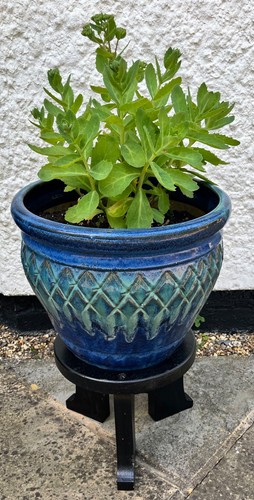 Strong black wooden - , 3-legged