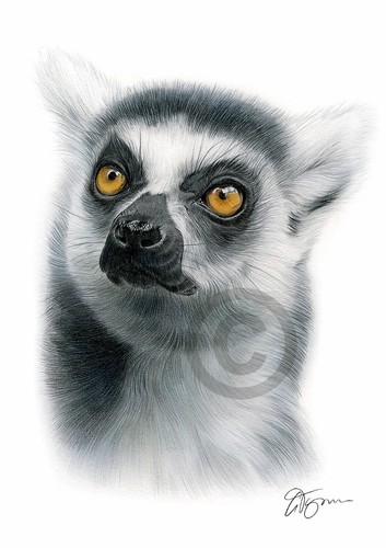 Ring tailed lemur - lemur, colour