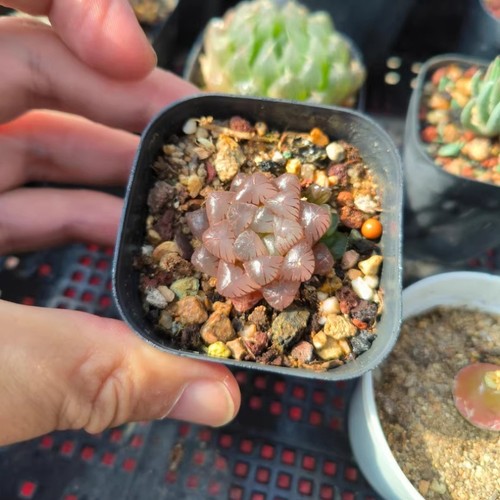 4cm succulent plant - succulent,