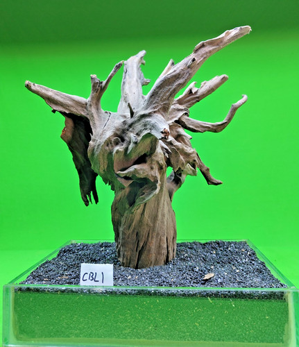 Large corbo root - corbo, cave