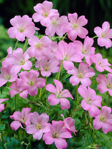 Geranium endressli wargrave - geranium,