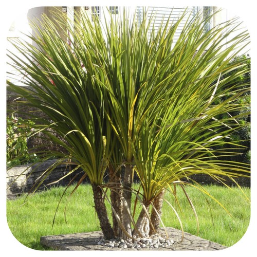 Cordyline australis cabbage - cordyline, (cabbage