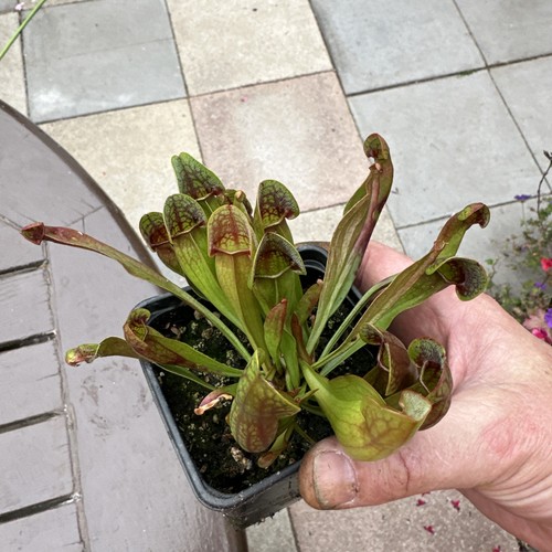 Sarracenia purpurea - sarracenia,