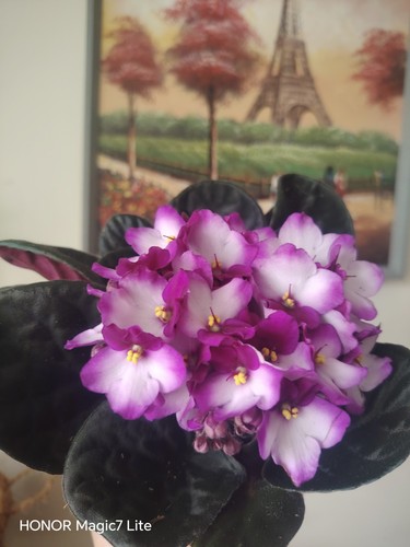 African violet indoor - african,