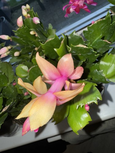 Flowering cactus double - cactus,
