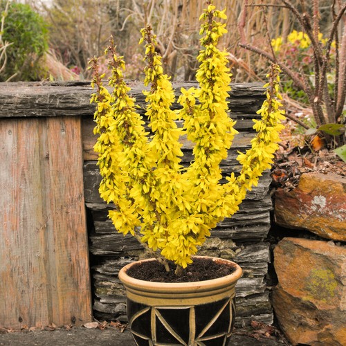 Forsythia intermedia