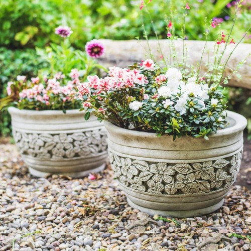 Pair beautiful daisy - of,