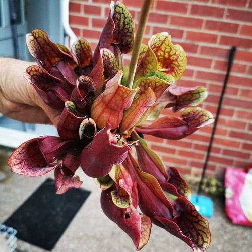 Sarracenia purpurea ssp - sarracenia,