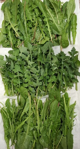 100g fresh natural tortoise - 100g,