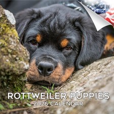 Rottweiler Puppies Calendar 2026 FULL SIZE 12x24 Made in USA