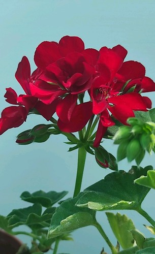 Pelargonium solo hybrid - pelargonium,