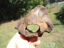 UNIQUE DEER SKULL BONE FLORIDA FOSSILS ICE AGE EXTINCT BONES CRANIUM SKELETON FL