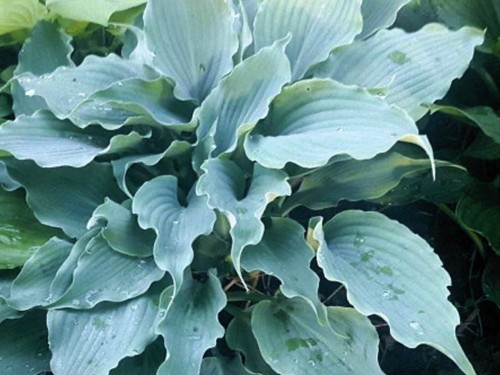 Hosta titanium pot grown - hosta,
