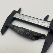 Fossil Cetacean Tooth Venice