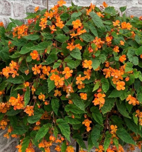 Begonia sutherlandii 13cm - sutherlandii.,