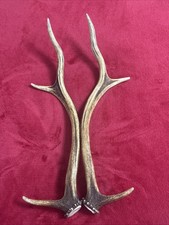 PAIR OF RED DEER ANTLERS 410g