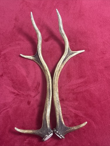 Pair red deer - deer, antlers
