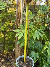 Paulownia Fortunei Foxglove tree, Empress tree approximately 40/50cm