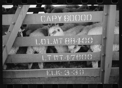 Photo 1930s sheep - photo:1930s,