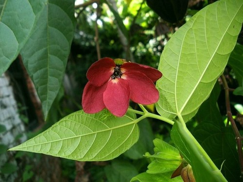 Abroma augusta seeds - augusta,