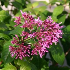 Fuchsia arborescens 9cm Pot Outdoor grown Reliably root hardy UK zone 9