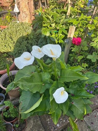 Arum lily zantedeschia - 3,