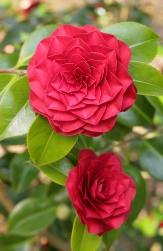 Camellia roger hall - red, hardy