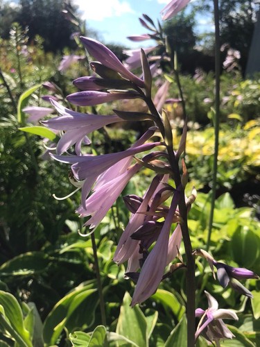 Hosta fortunei var