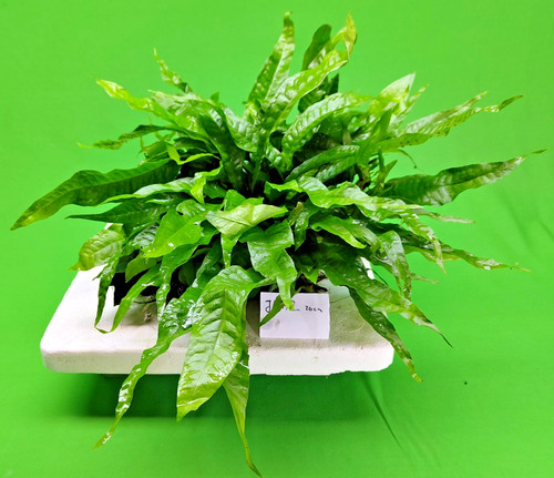 Java fern and - fern, on