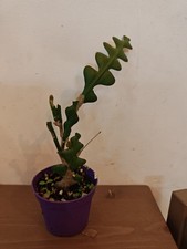 Sale! Single Epiphyllum Anguliger Large  Fishbone Zig zag cactus Rooted In pot