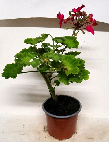 Pink geranium - pink,