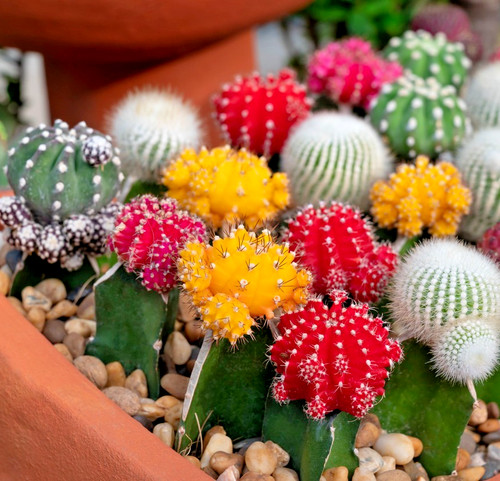 150x cactus crown - mix, seeds