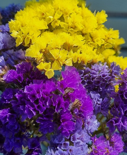 Dried flowers statice blue - flowers,