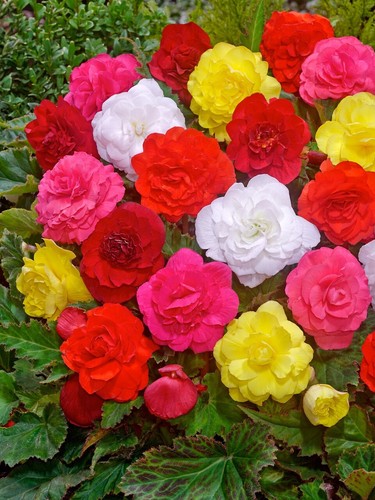 Begonia tubers flowering - begonia,