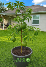 Marcus Pumpkin Avocado Tree