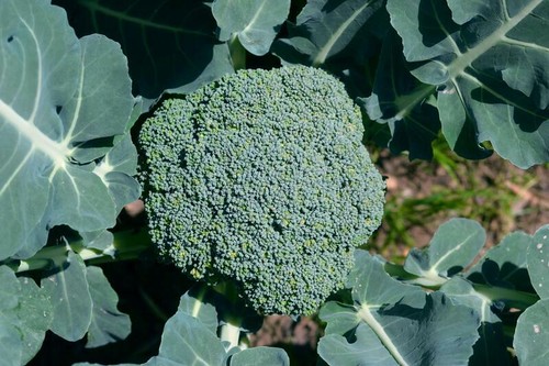 Broccoli plug plants grow - broccoli, "grow
