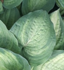 Hosta 'GHOST SPIRIT' Medium