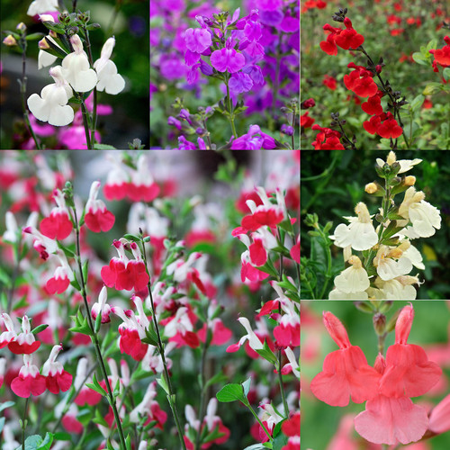 Salvia greggii mixed - ,