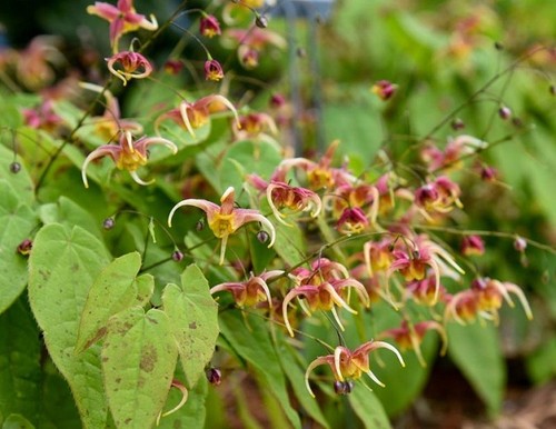 Epimedium omeiense akame - epimedium,
