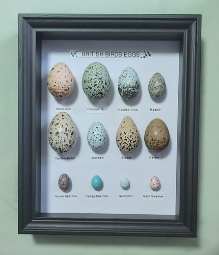 British birds eggs collection - british,