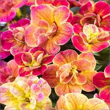 Calibrachoa Chameleon 'Desert